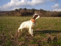 Setter Anglais TESSIE DES BERGES DE LA GÉLINE